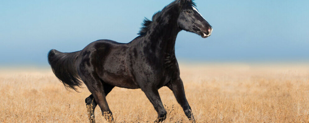 Best Horse Breeds For Beginners - Arabian Horse